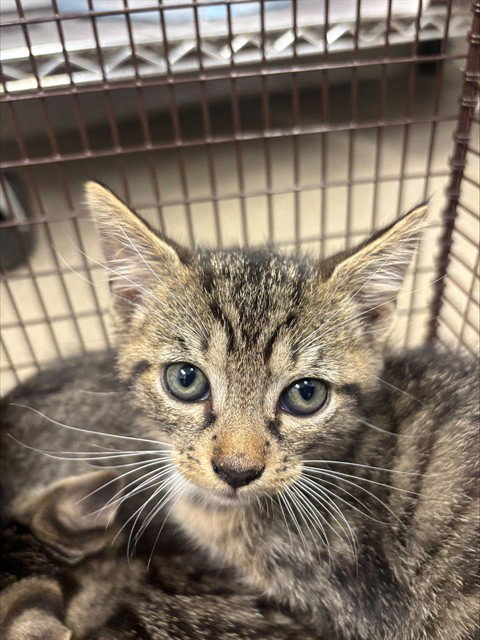 GRETAL, an adoptable Domestic Short Hair in Fort Lauderdale, FL