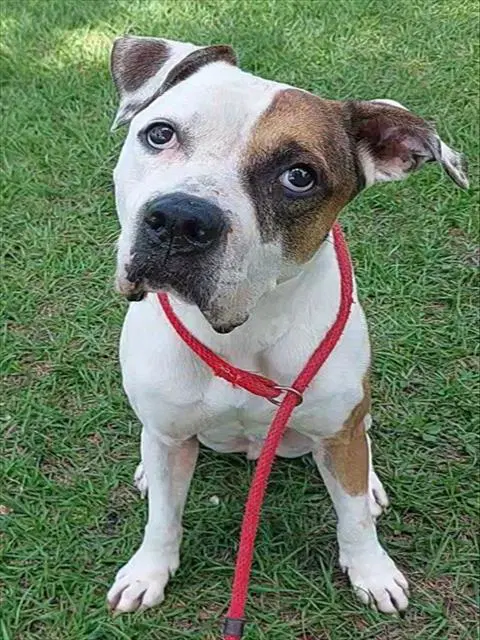 Droopy - American Bulldog