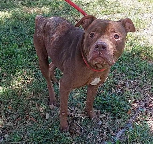 MERVIN, an adoptable American Staffordshire Terrier in Fort Lauderdale, FL
