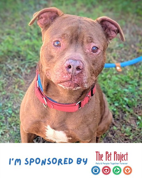 picture of the dog needing adoption