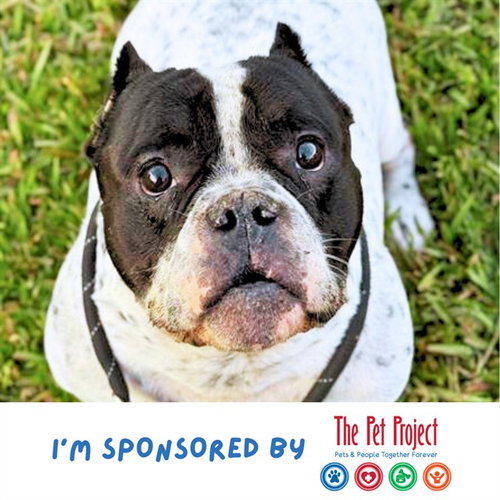 ROCKY, an adoptable English Bulldog in Fort Lauderdale, FL