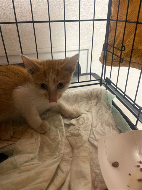 INDEPENDENCE, an adoptable Domestic Short Hair in Fort Lauderdale, FL