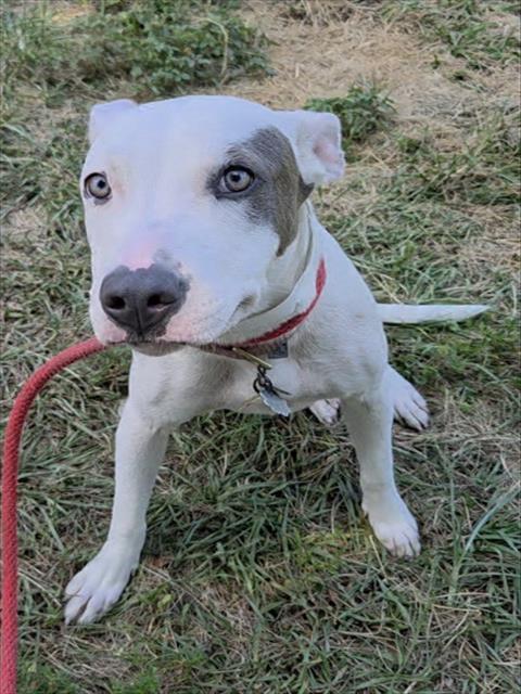 MARGO, an adoptable Bull Terrier in Fort Lauderdale, FL