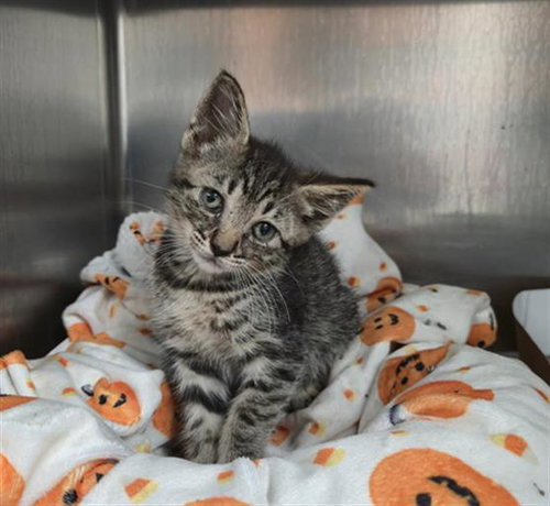 HAWK, an adoptable Domestic Short Hair in Fort Lauderdale, FL