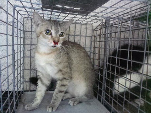 MARIAH, an adoptable Domestic Short Hair in Fort Lauderdale, FL