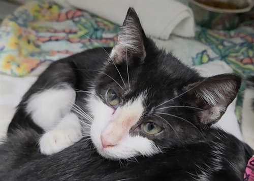 Nova