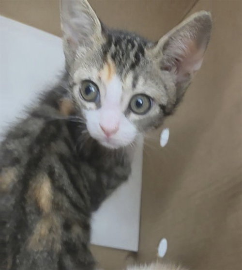 Penny