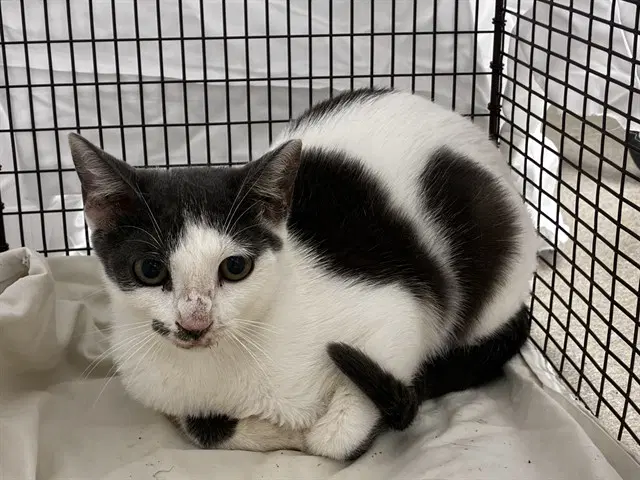 Unknown - Domestic Short Hair