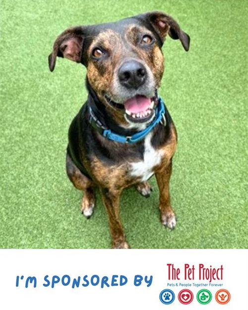 picture of the dog needing adoption