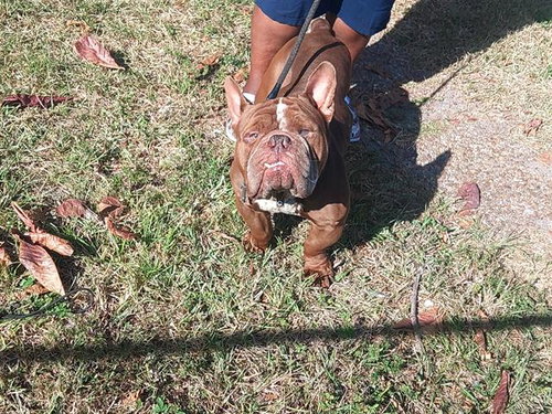 Big Boy