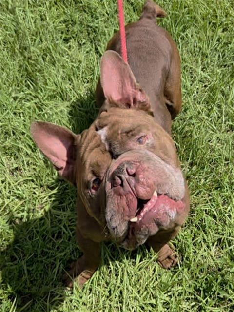 picture of the dog needing adoption