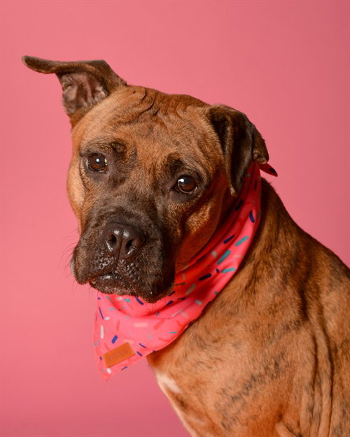 picture of the dog needing adoption
