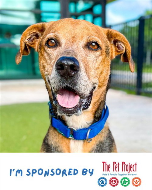 picture of the dog needing adoption