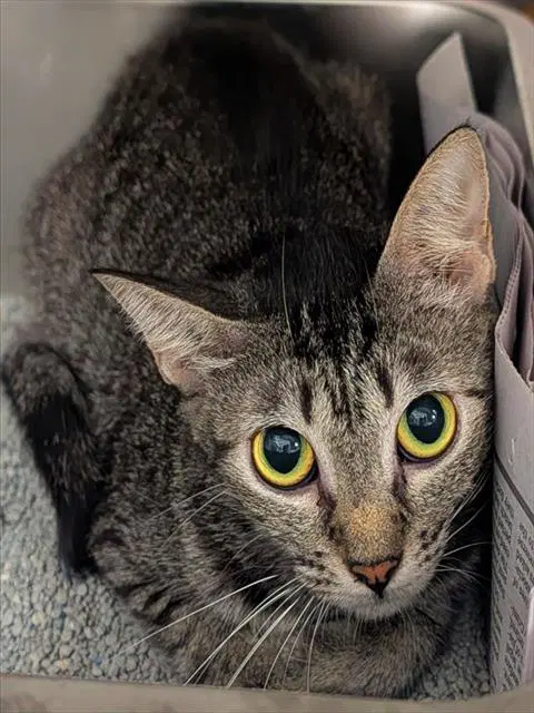 Daft Punk - Domestic Short Hair