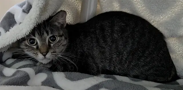 Stefani - Domestic Short Hair