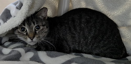 picture of the cat needing adoption