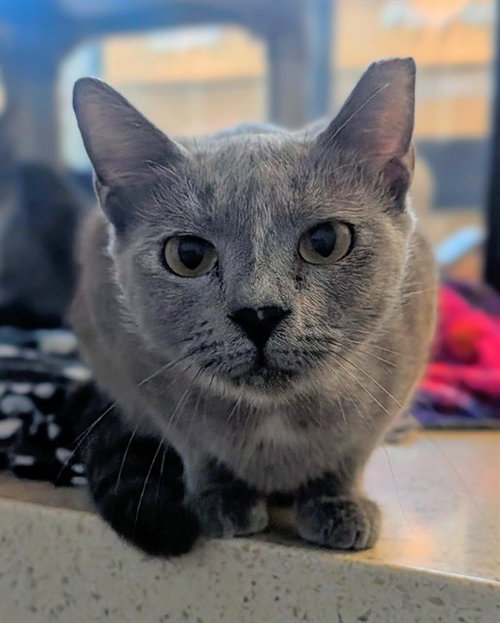 picture of the cat needing adoption