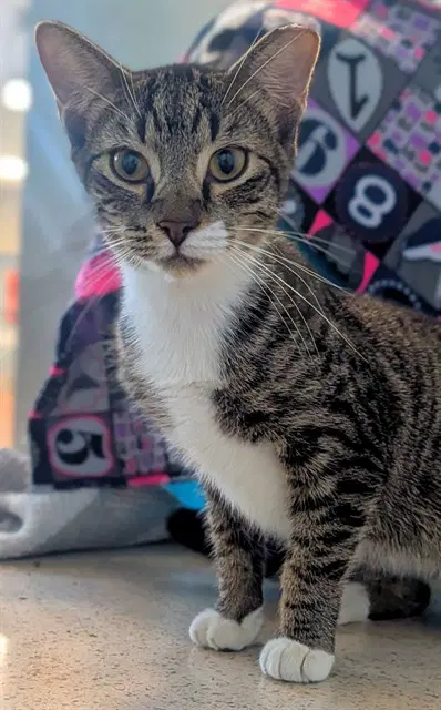 Lennon - Domestic Short Hair