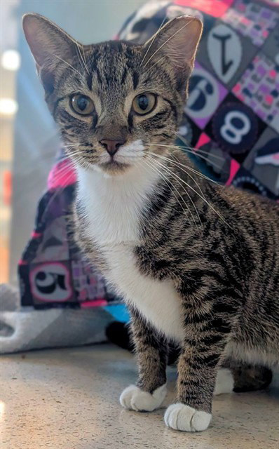picture of the cat needing adoption