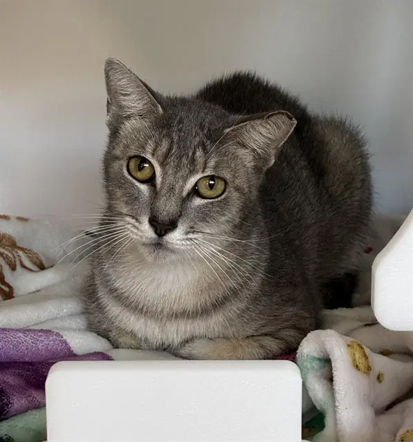 Daughtry - Domestic Short Hair