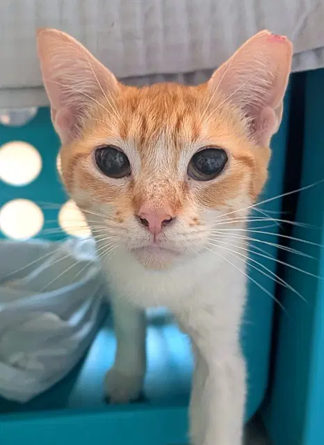 Count Crow - Domestic Short Hair