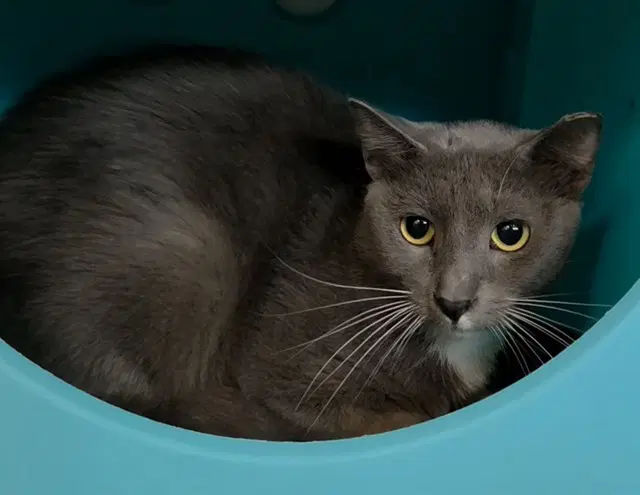 Pearl Jam - Domestic Short Hair