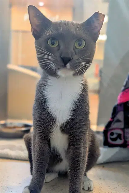 Pearl Jam - Domestic Short Hair