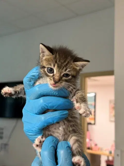 Unknown - Domestic Short Hair