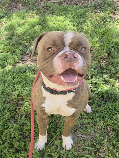 BRYSON, a dog for adoption from Broward County Animal Care & Regulation - Ft. Lauderdale
