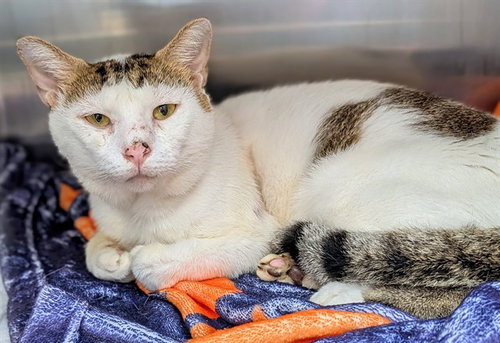 picture of the cat needing adoption