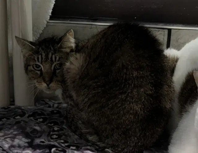 Foster - Domestic Short Hair