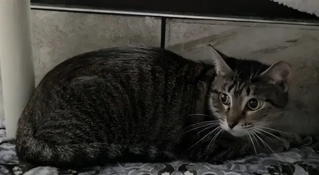 Cranberry - Domestic Short Hair