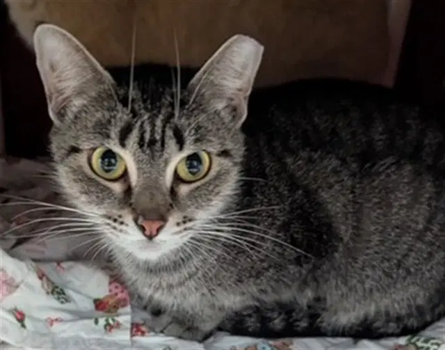 Cranberry - Domestic Short Hair