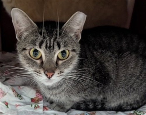 picture of the cat needing adoption