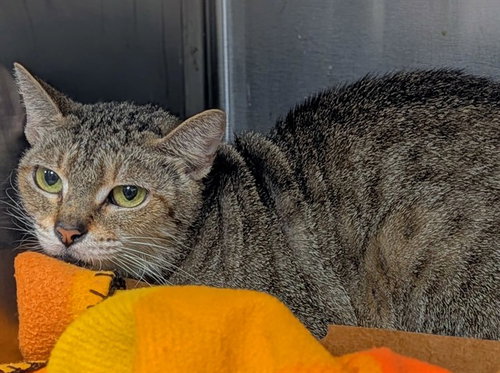 picture of the cat needing adoption