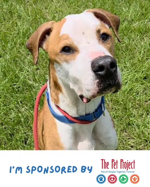 Oliver - American Pit Bull Terrier