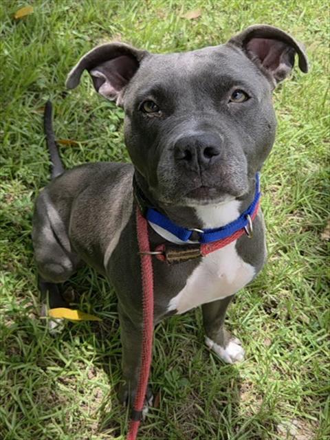 STARY, a dog for adoption from Broward County Animal Care & Regulation - Ft. Lauderdale