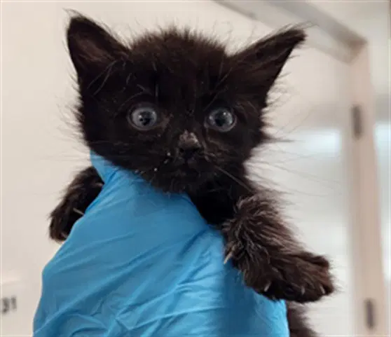 Buttercup - Domestic Short Hair