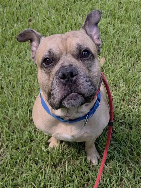 Levi - American Staffordshire Terrier