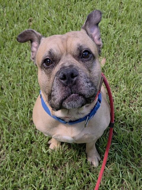LEVI, a dog for adoption from Broward County Animal Care & Regulation - Ft. Lauderdale