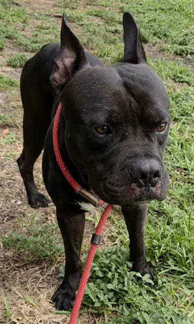 Toroe - American Staffordshire Terrier