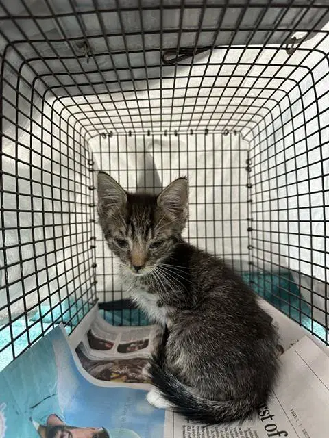 Unknown - Domestic Short Hair