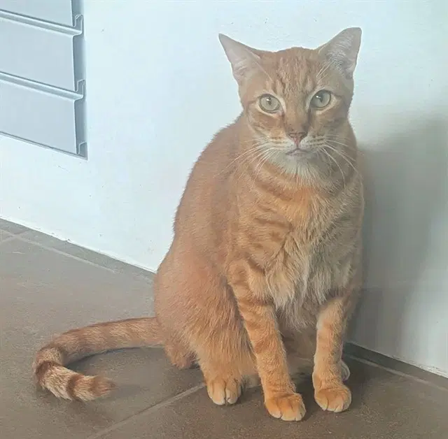 Oasis - Domestic Short Hair