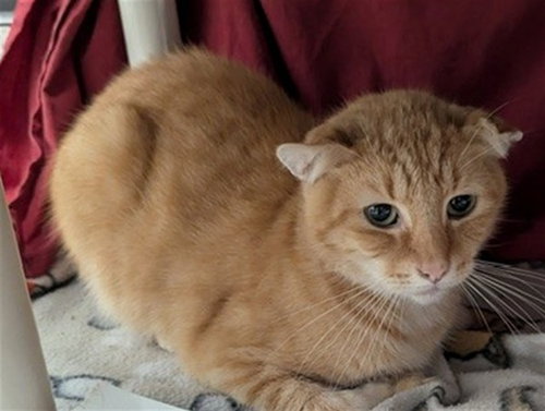 picture of the cat needing adoption