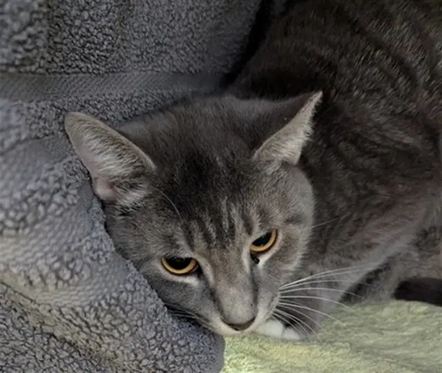 Kid Rock - Domestic Short Hair