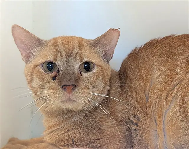 Croissant - Domestic Short Hair