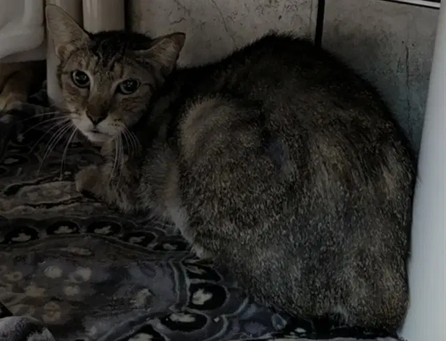 Adele - Domestic Short Hair