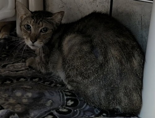 picture of the cat needing adoption