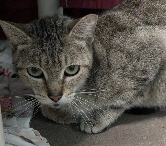 Adele - Domestic Short Hair