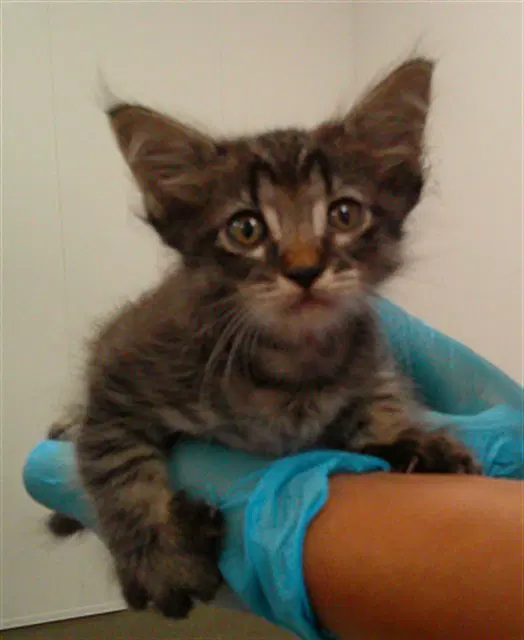 Unknown - Domestic Short Hair